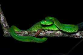  zöld csörgőkígyó